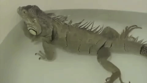 bath fart GIF