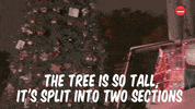Christmas Tree GIF by BuzzFeed