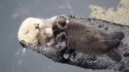 things otter GIF by ViralHog