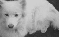 black and white art GIF