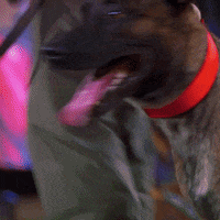 Dog GIF by A&E