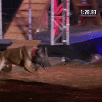 Dog GIF by A&E