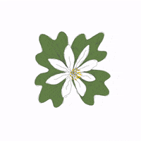 Flower Blooming GIF by David Koblesky