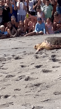 Rehabilitated Sea Turtle's Return to Ocean Draws Crowd of Well-Wishers