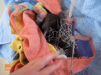 Wildlife Carer Gently Rescues Cute Bat From Net