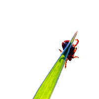 Natuur Teek Sticker by Lymevereniging