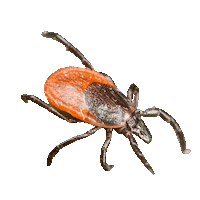 Lyme Teek Sticker by Lymevereniging