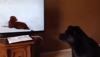Dog Baffled by Video of Confused Dog
