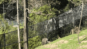 OaklandZoo animals animal jump monkey GIF