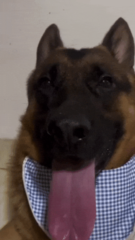 Panting Dog GIF by Respective