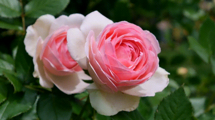 rose garden GIF