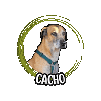 Cane Sticker by Asilo per cani Dog'sMind