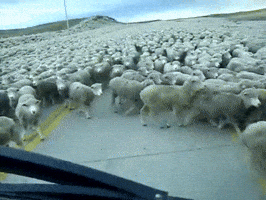 Sheep Flock GIF