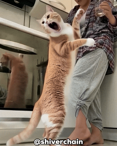 Cat Wird GIF