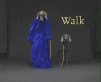 William Wegman Dog GIF by Jason Clarke