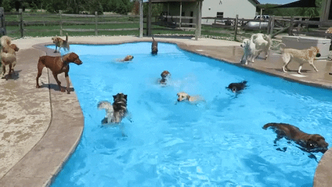 Summer Dogs GIF by Storyful