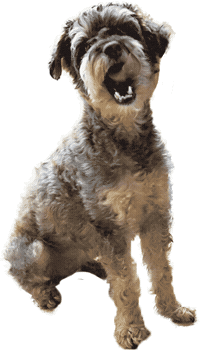 Dog Smile Sticker by inunekonooyatsuSIZUKA