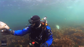 Diver and Seals Have Underwater Hangout Off Coast of Northumberland