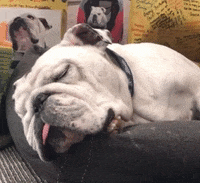 DrakeUGriff mascot drake bulldog iowa GIF