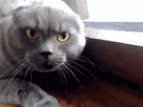 Angry Cat 0Gif GIF by memecandy