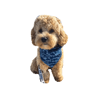 Cas Sticker by Geekster Pets