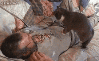 cat cpr GIF