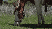 Happy Horse GIF by Travel Manitoba