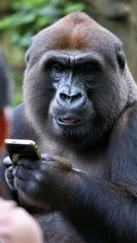 Gorilla GIF by systaime