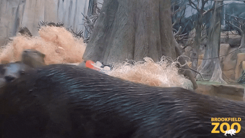 Hungry Asian GIF by Brookfield Zoo