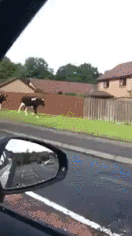 Cows, Cops and a Farmer in Accidental Benny Hill Tribute