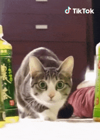 Chat Jemenfou GIF by TikTok France