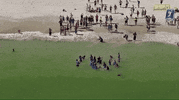 ncaabeachvb golfshores GIF by NCAA Championships