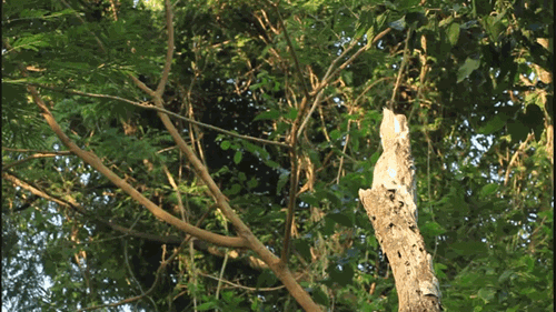 trees GIF by Cheezburger