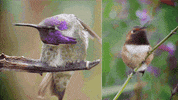 Fly Tick GIF by PBS Digital Studios