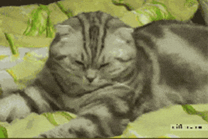 Cat Falling GIF