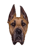 great dane gentlegiant Sticker by DopeDog