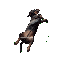 Wiener Dog Sticker by dackelfreunde
