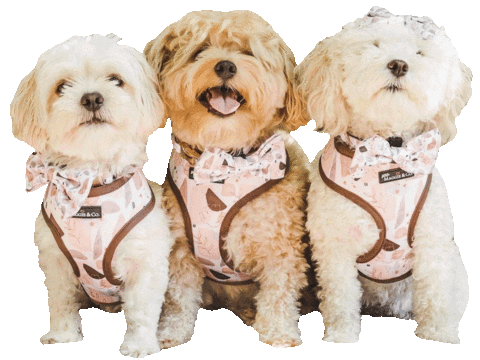 Poodles Doodledesign Sticker
