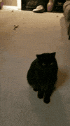 cat hair GIF