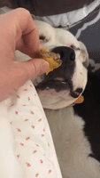 Dog's Dreams Come True as She Wakes Up to Burger