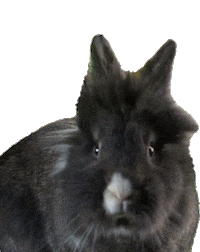 Sad On My Way Sticker by Peter Rabbit Movie