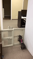 The Great Escape: Dog Helps Puppy Climb Over Pet Barrier