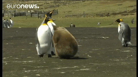Wild Life Feeding GIF by euronews