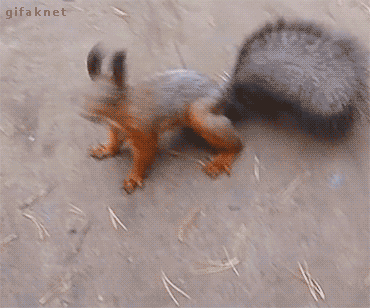 Video gif. Overhead view of a squirrel on the ground. It turns from all fours to perching up on its hind legs, wide eyes, ears perked straight up, shaking its tail back and forth in a wild wagging motion like it's excited or happy to see us. 