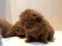 ewok GIF