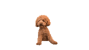 Mokiderpudel poodle toypoodle moki pudel Sticker
