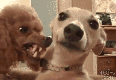 Video gif. Small brown dog sticks tongue out through his prominent teeth while appearing to grimace or growl, next to another small dog who appears to be leaning away nervously.