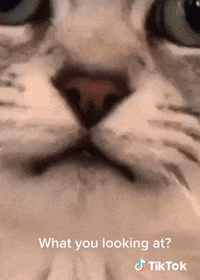 Chat Ciao GIF by TikTok France