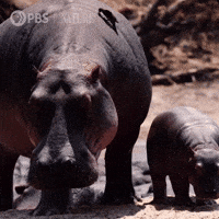 Pbs Nature Family GIF by Nature on PBS