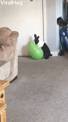 Bunny Pops Balloon GIF by ViralHog
